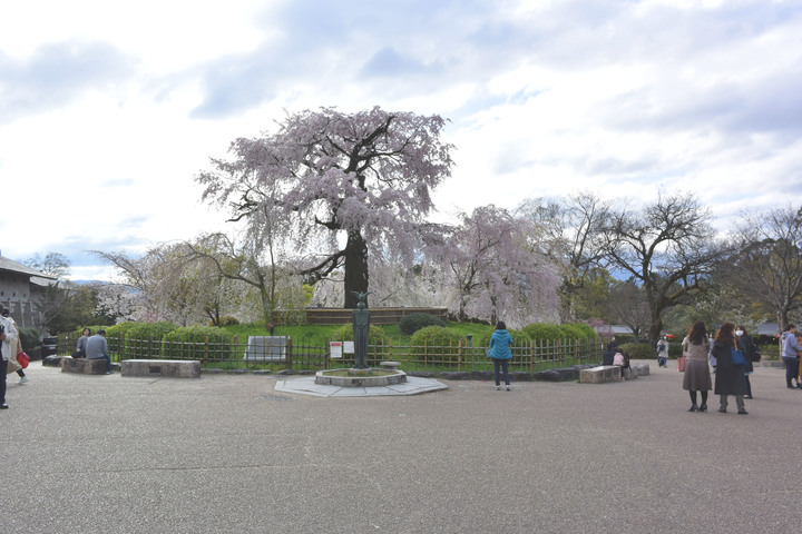 円山公園しだれ桜.jpg