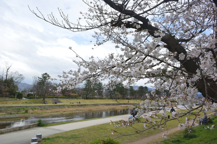 賀茂川の桜.jpg