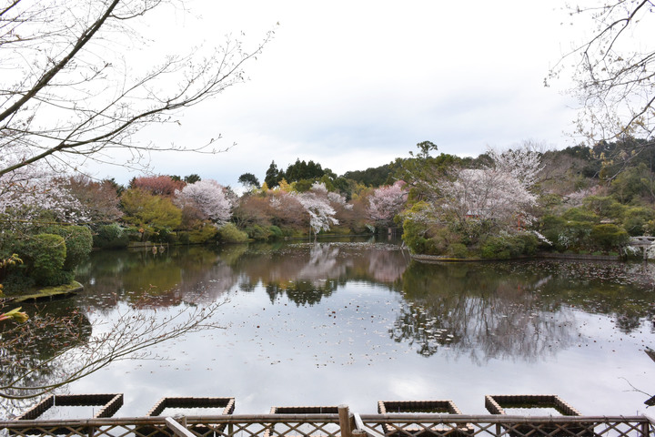 天竜寺の池と桜.jpg