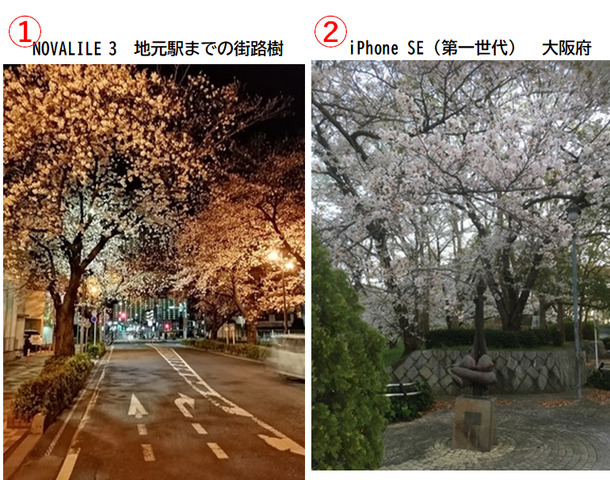 １桜風景.png