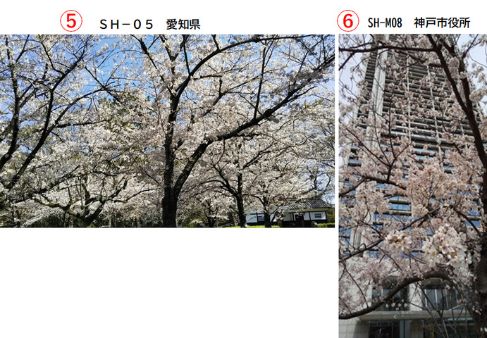 桜風景３.png