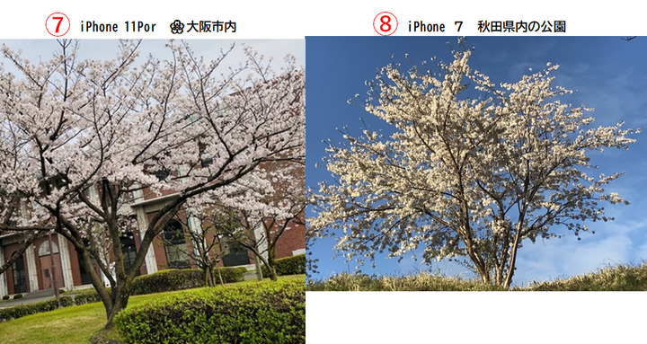 桜風景４.png
