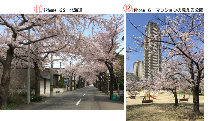 桜風景６.png