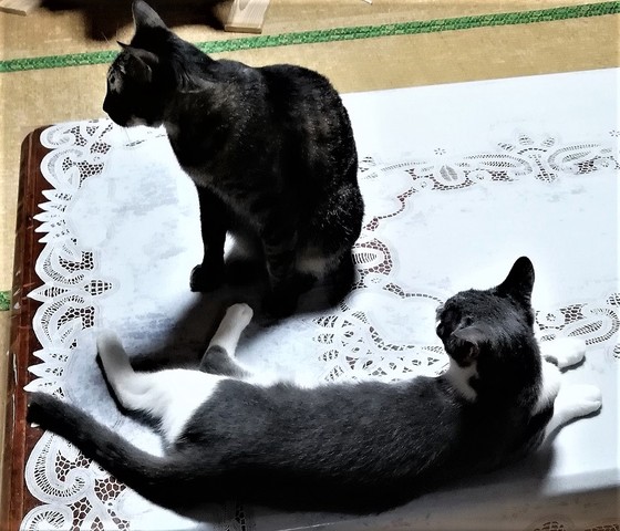 猫二匹.jpg