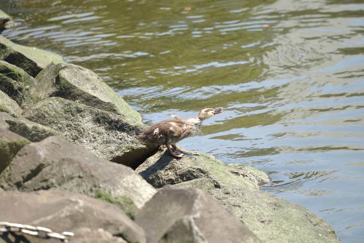 カルガモ親子可愛い〜😃その3 | 掲示板 | マイネ王