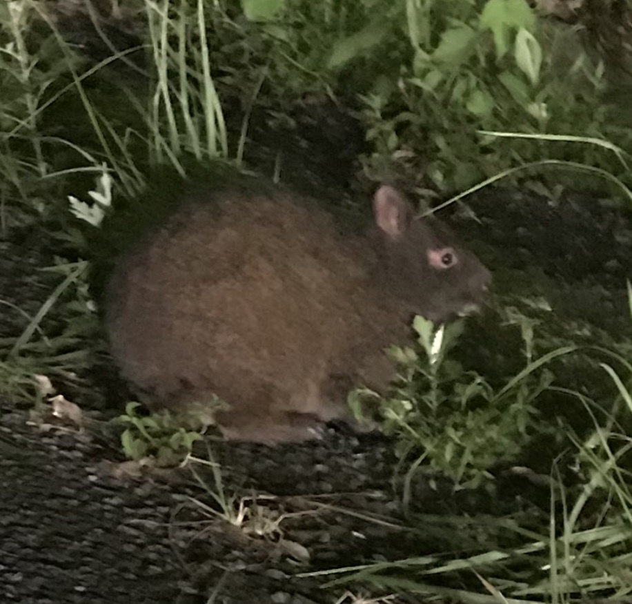 アマミノクロウサギ | 掲示板 | マイネ王 アマミノクロウサギ | 掲示板 | マイネ王