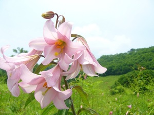 himesaayuri.jpg