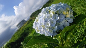 DSC_1720.JPG