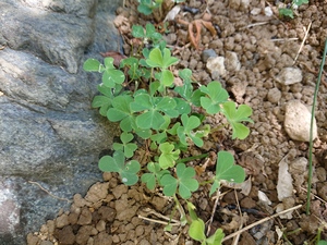 DSC_4122.JPG