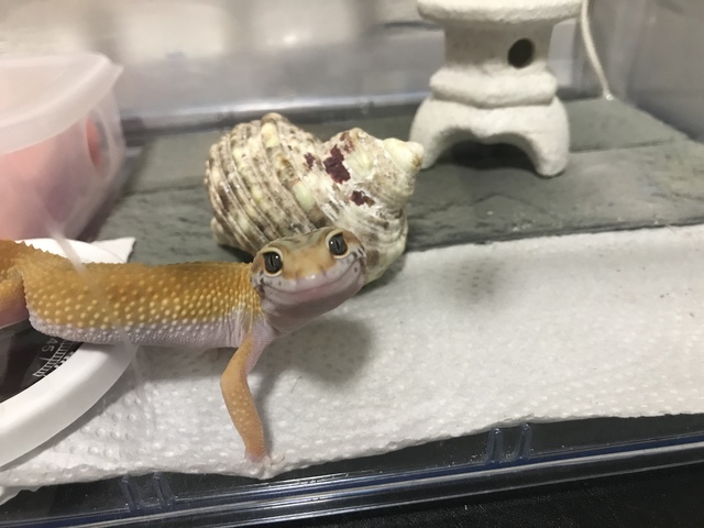 レイアウト変更🦎爬虫類飼育⛄️ | 掲示板 | マイネ王