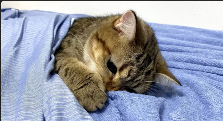 ニャンコちゃんベッドで気持ちよさそうに寝ているね 掲示板 マイネ王 ニャンコちゃんベッドで気持ちよさそうに寝ているね 掲示板 マイネ王