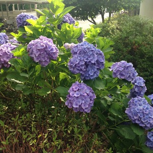 IMG_0690.JPG