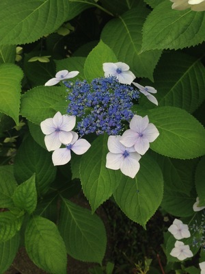 IMG_0695.JPG