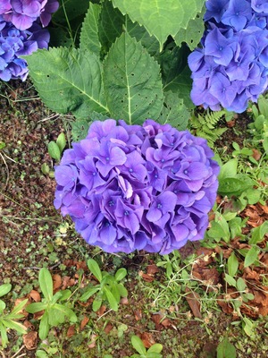 IMG_0703.JPG