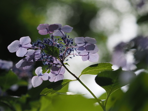 紫陽花４態(1).JPG