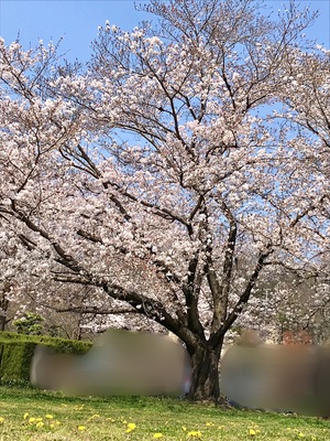 2C4B5309-B971-4C3C-81BC-F8AB20543AC1.jpeg