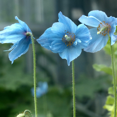 ヒマラヤノの青いケシ(1).jpg
