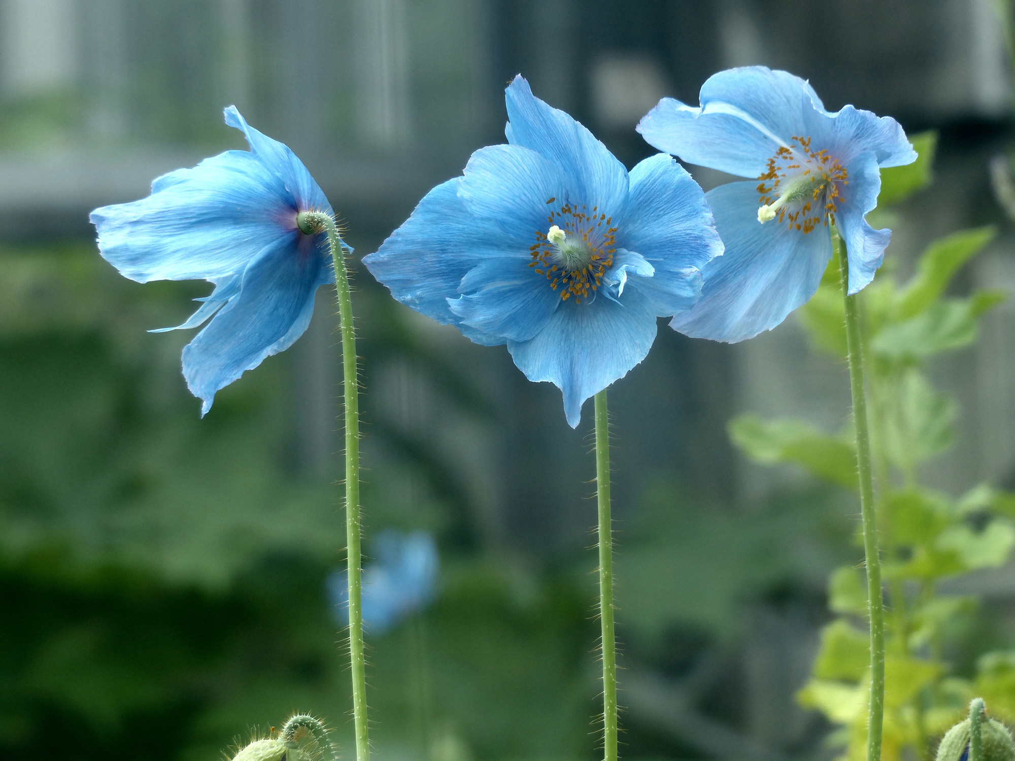 ヒマラヤノの青いケシ(1).jpg