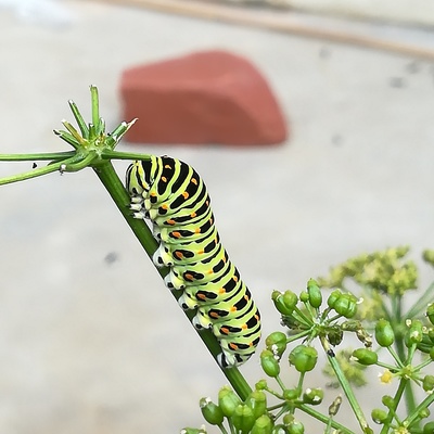 アゲハ幼虫.jpg