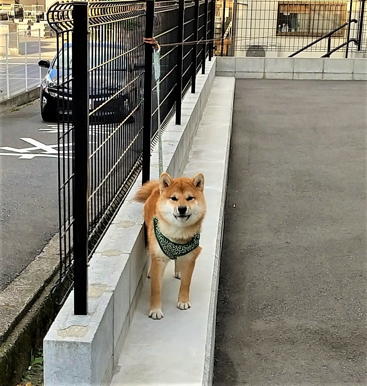 柴犬１.jpg