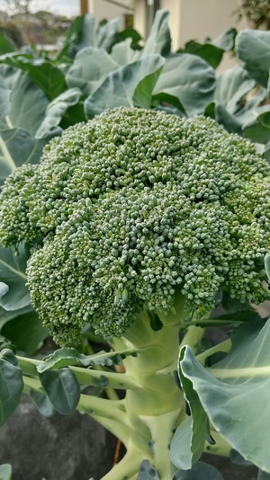 ブロッコリー.JPG