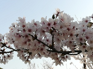 自宅桜.jpg