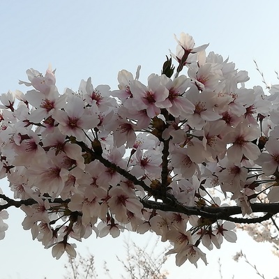 自宅桜.jpg