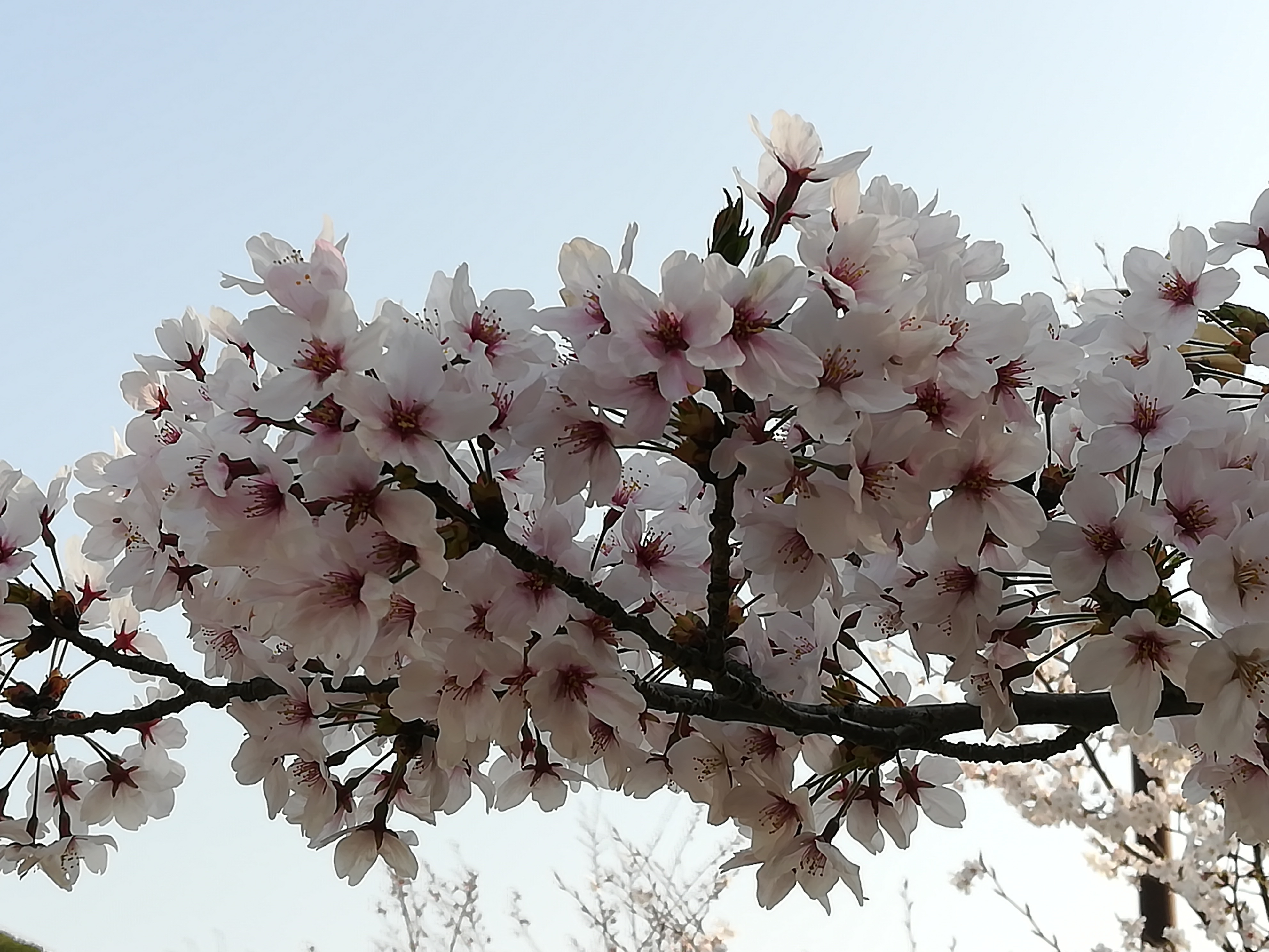 自宅桜.jpg
