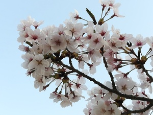 自宅桜2.jpg