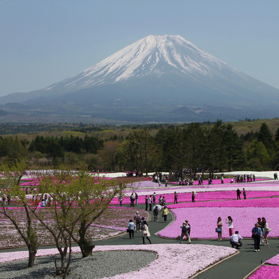富士山と芝桜　2013年.jpg