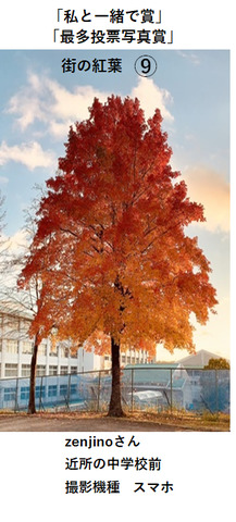 街の紅葉当選写真.png