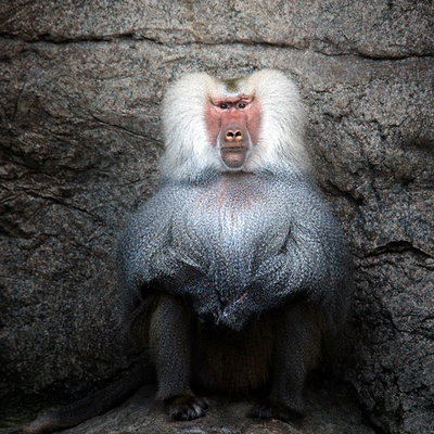 baboon-bronx-zoo.jpg