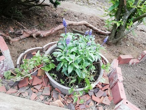 IMG_20200531_101454.jpg