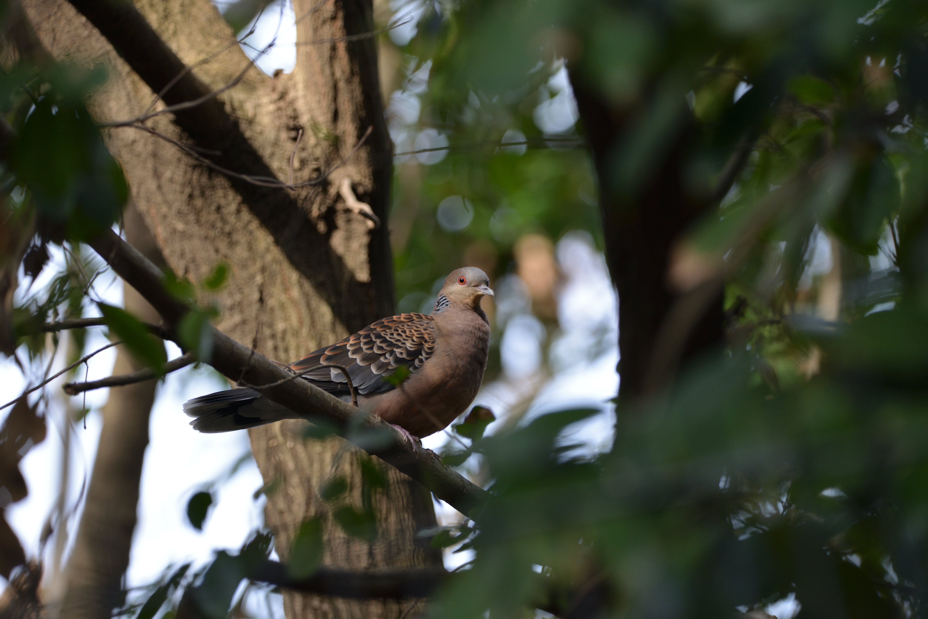 きじばとd600_.jpg