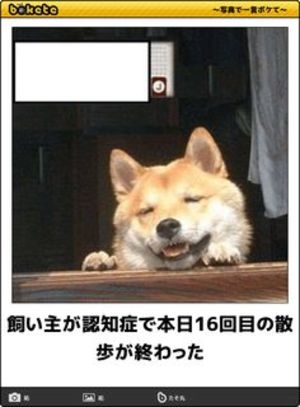 飼い主が認知症.jpg