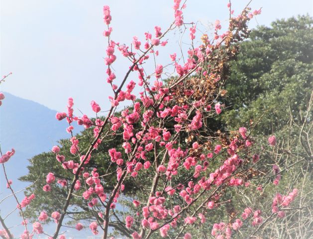 23日紅梅10.jpg