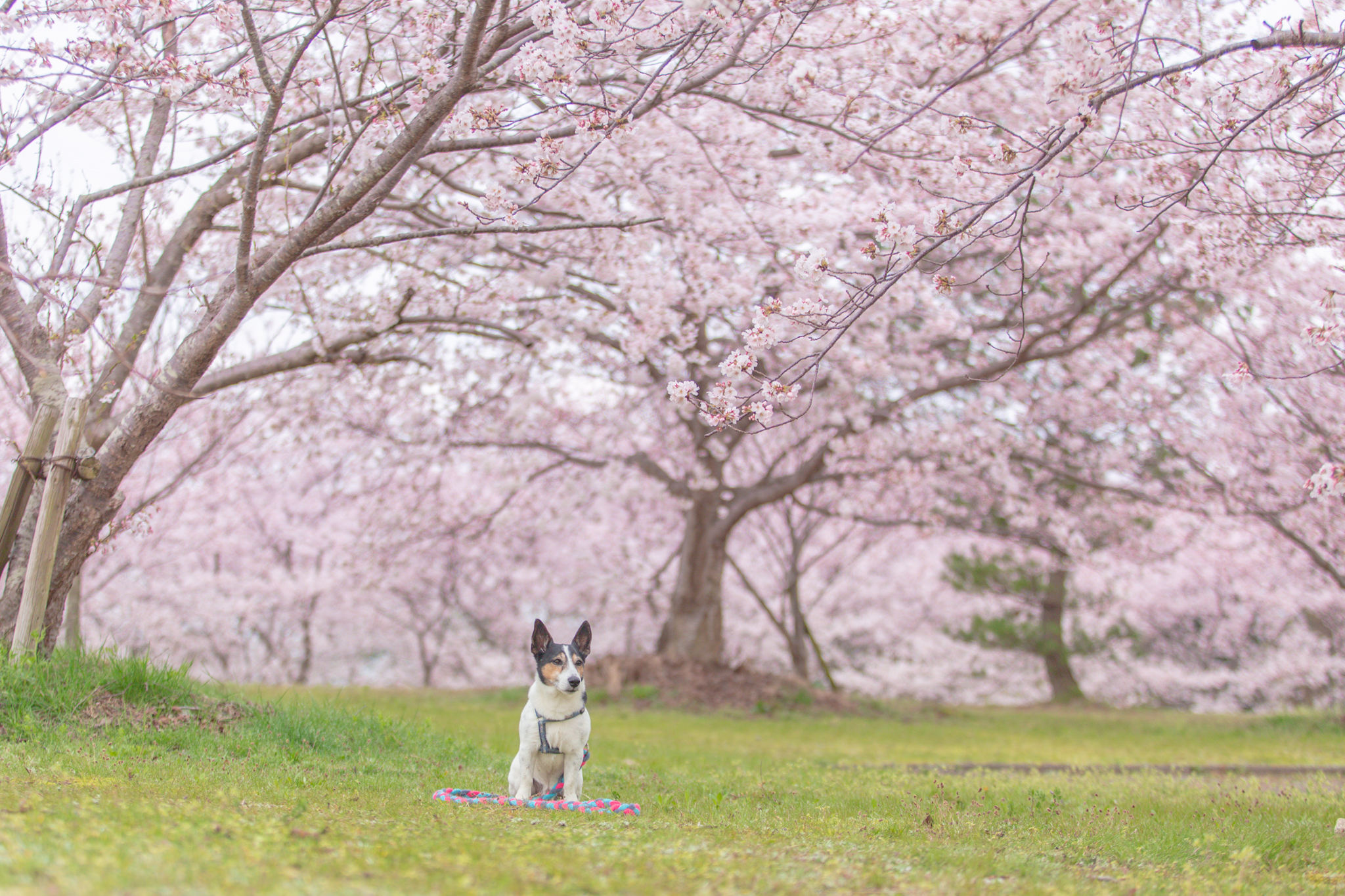 笠原公園の桜.jpg