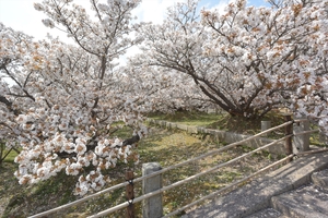 仁和寺030.JPG