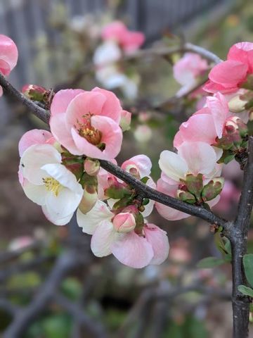 ボケの花が咲きました 掲示板 マイネ王