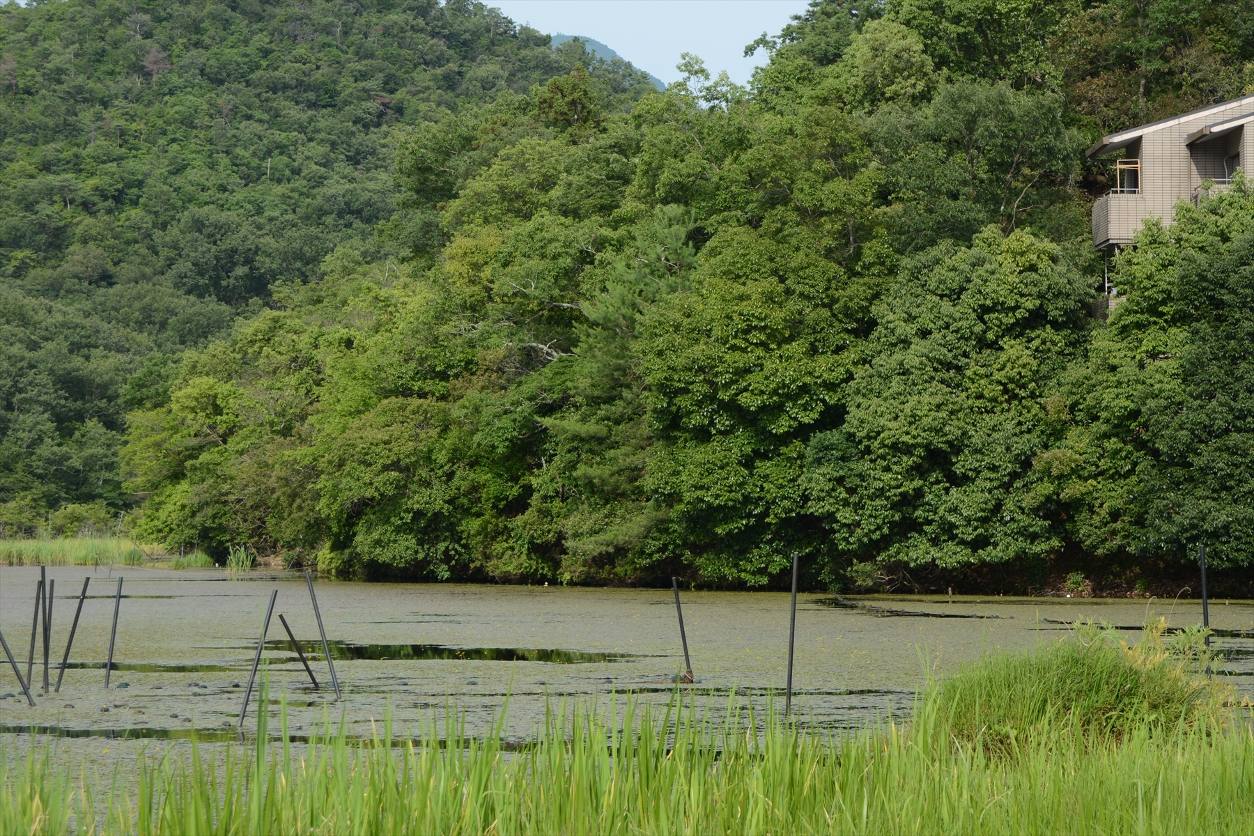 深泥が池017.JPG