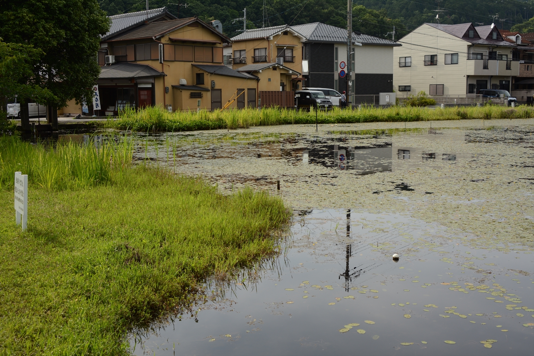 深泥が池011.JPG