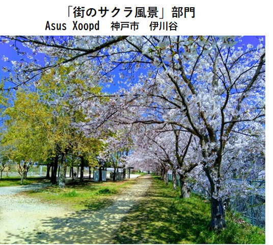 街のサクラ.png