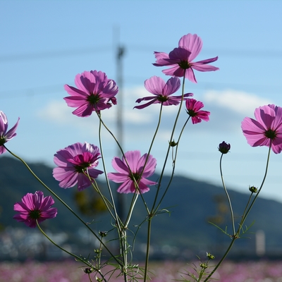 亀岡コスモス006.JPG