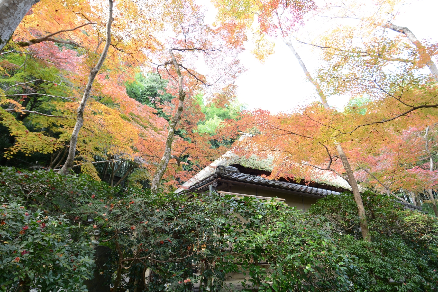 祇王寺008.JPG