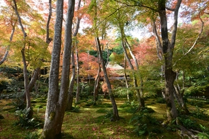 祇王寺017.JPG