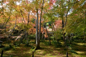 祇王寺019.JPG