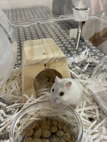 ハムスターがやってきた 掲示板 マイネ王 ハムスターがやってきた 掲示板 マイネ王