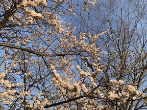 IMG_2004.jpeg
