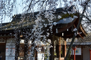 平野神社001.JPG