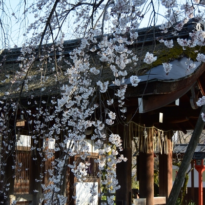 平野神社001.JPG